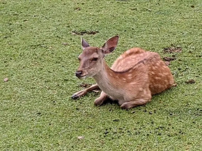 旅する配達員——日本再発見！日本を漕ぐ、食う、流される。Uber Eats全国遠征のすべて